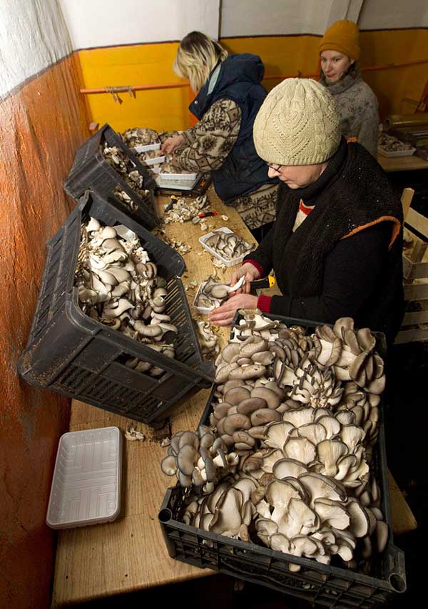perierga.gr - Καλλιέργεια μανιταριών σε πρώην σοβιετική βάση πυραύλων!