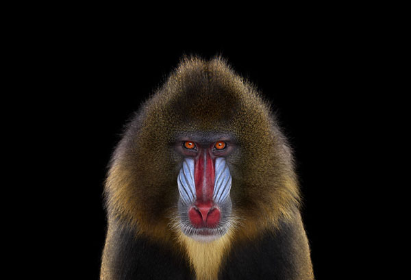 perierga.gr - Ζώα της άγριας ζωής κοιτάζουν κατάματα την κάμερα!