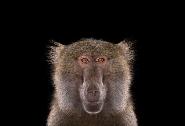 perierga.gr - Ζώα της άγριας ζωής κοιτάζουν κατάματα την κάμερα!